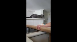 Kiwi woman's tutorial on how to wrap a cat for Christmas reaches 23m views online