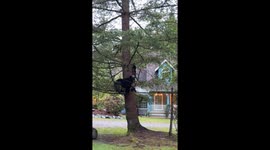 Black Bear Family Spotted in Tree