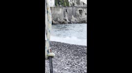 Dog Enjoys Swimming in the Sea