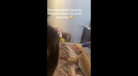 Bearded Dragon Bites Cat's Tail
