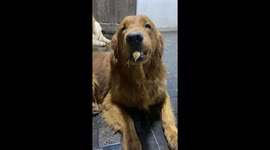 Golden Retriever grabs a chick in his mouth