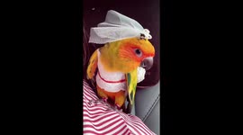 Parrot dressed up for a ride in car with owner