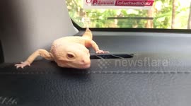 Gecko goes for a ride on car console