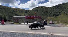 Driver hits two yaks battling on road in China