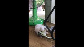 Pet cat playfights with plastic toy snake