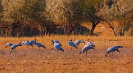 Altay's wetland turns into migratory bird paradise