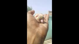 Adorable pigeon chick looks fragile in a human hand