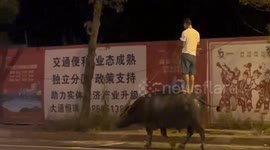 Locals in China perplexed by man standing on cow whilst on his phone