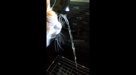 Fluffy pink nose Cat drinking water from faucet.