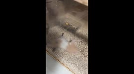 Hamster struggles with flying cicada in Shandong Province
