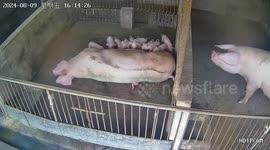 Piglet nearly suffocates after mother accidentally lies on it, owner comes to rescue