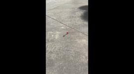Ant rushes through the street with a flower in its grip