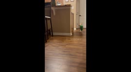 Puppy falls down stairs while playing with pickle toy but gets rescued just in time
