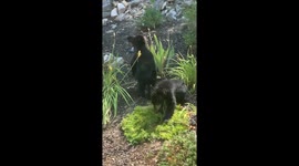 Bear cubs that will warm your heart as they try to stay cool .