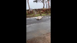 Man brings traffic cones for Seal to play with on a quiet road