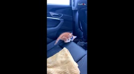 Pet cat's curiosity leads to an unexpected fall into car door pocket