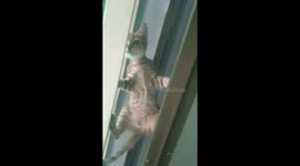 Wow! Is this kitten trying to act in a Secret Agent 007 movie?