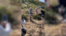 Moment tourists gather around a pair of marmots - to watch them fight