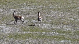 China: Tibetan Antelopes in The Uninhabited Area of Changtang in Ngari