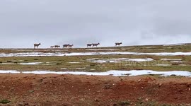 China: Tibetan Antelopes in The Uninhabited Area of Changtang in Ngari