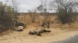 Hyena family in the Kruger National Park, South Africa. September 2021. On the way to Crocodile Bridge, from Skukuza.