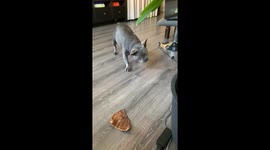French bulldog acting funny while playing with a bone