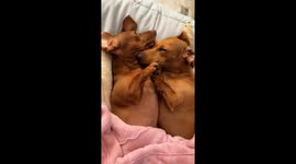 Sweet babies