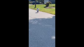 Dog With Trash Bag Greets Neighbor