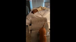 Dachshunds going to work at Home Depot