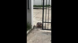 Pet tortoise escapes through open gate