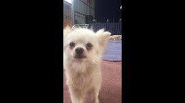 Adorable puppy has frizzy hair