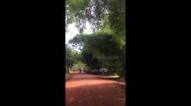Buffaloes go for morning walk on dusty rural road