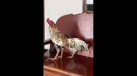 Hen lays her egg on wooden bench in family's home
