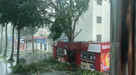 Tree blown down by typhoon rips part of shop in Hainan Province, China