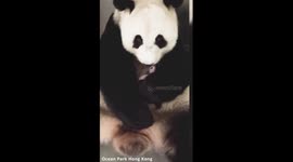 Mother-daughter bonding moment for giant pandas in Hong Kong