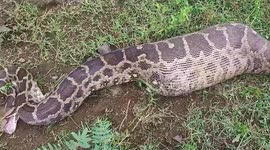 Python swallows calf whole, rescued after fierce struggle in northern India