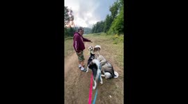 Our three Alaskan Malamutes stop for treats that puts two of them in a tail spin zoomie