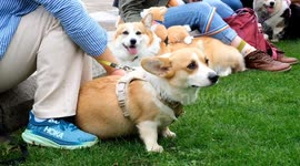 Late Queen's corgi memorial parade finishes at Kensington Gardens where tired paws take a rest