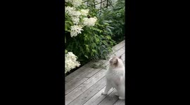 Cat utterly entranced by butterfly landing on flowers
