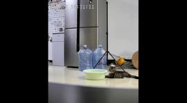 Cat gets trapped in basin during playtime in Henan Province, China