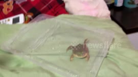 Frog falls and croaks hilariously in Jiangsu