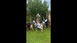 Happy Goats Munch on Overgrowth