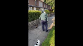Cat Keeps Grandad Company On Walk