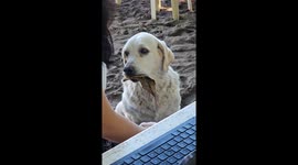 Dog Trades Leaf for a Treat