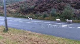 A group of escaped sheep walking down Rochdale Road in Todmorden, West Yorkshire