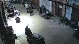 Cruel owner 'orders pet dog to maul puppy to death' in India