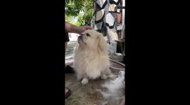 Pampered pet Chihuahua looks unimpressed while being shampooed