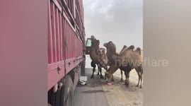 Highway robbery! Wild camels hold up truck to raid water