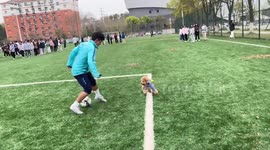 Pup-pe! Pet pooch tackles football player in China