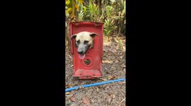 Puppy with head stuck in tractor part rescued by farmer